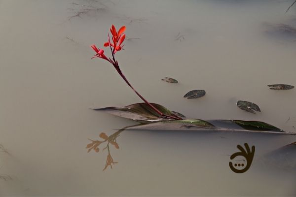 цветок в воде